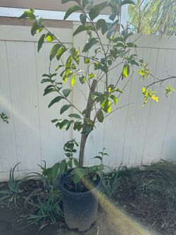 Arbolito de guayaba/guava