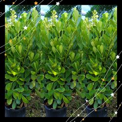 Clusia privacy hedge plants 7gl overgrown $23
