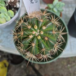 Turks Cap Cactus Plant