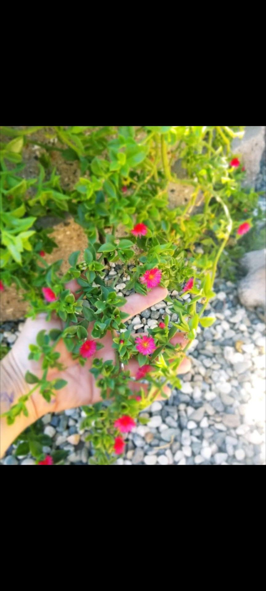 Big Flowering Sacculent Plant..... Planta Grande Sacculenta Con Flores