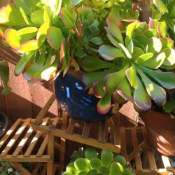 Plant