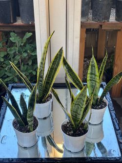 Mother in laws tongue plants 🪴🐍🐍