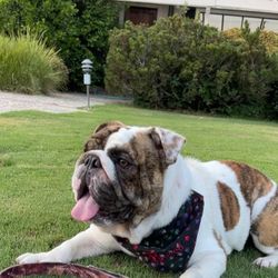 Dog or Cat Bandanas  - Slip Over The Collar  Bandanas  X-Small, Small, Medium  ot Large.   Plain $5 with Name Embroider $10.  