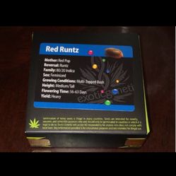  Runtz Cannabis Seeds 