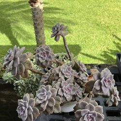Matrured and fully rooted succulents for sale. Prices range from $10 to $200.