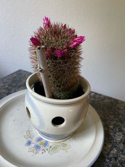 Spiny pincushion Cactus