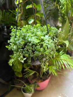 String of turtles