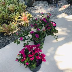 Bougainvilleas Plant Flower Garden Landscaping Home Decor Outdoor Planter Pot Gift 