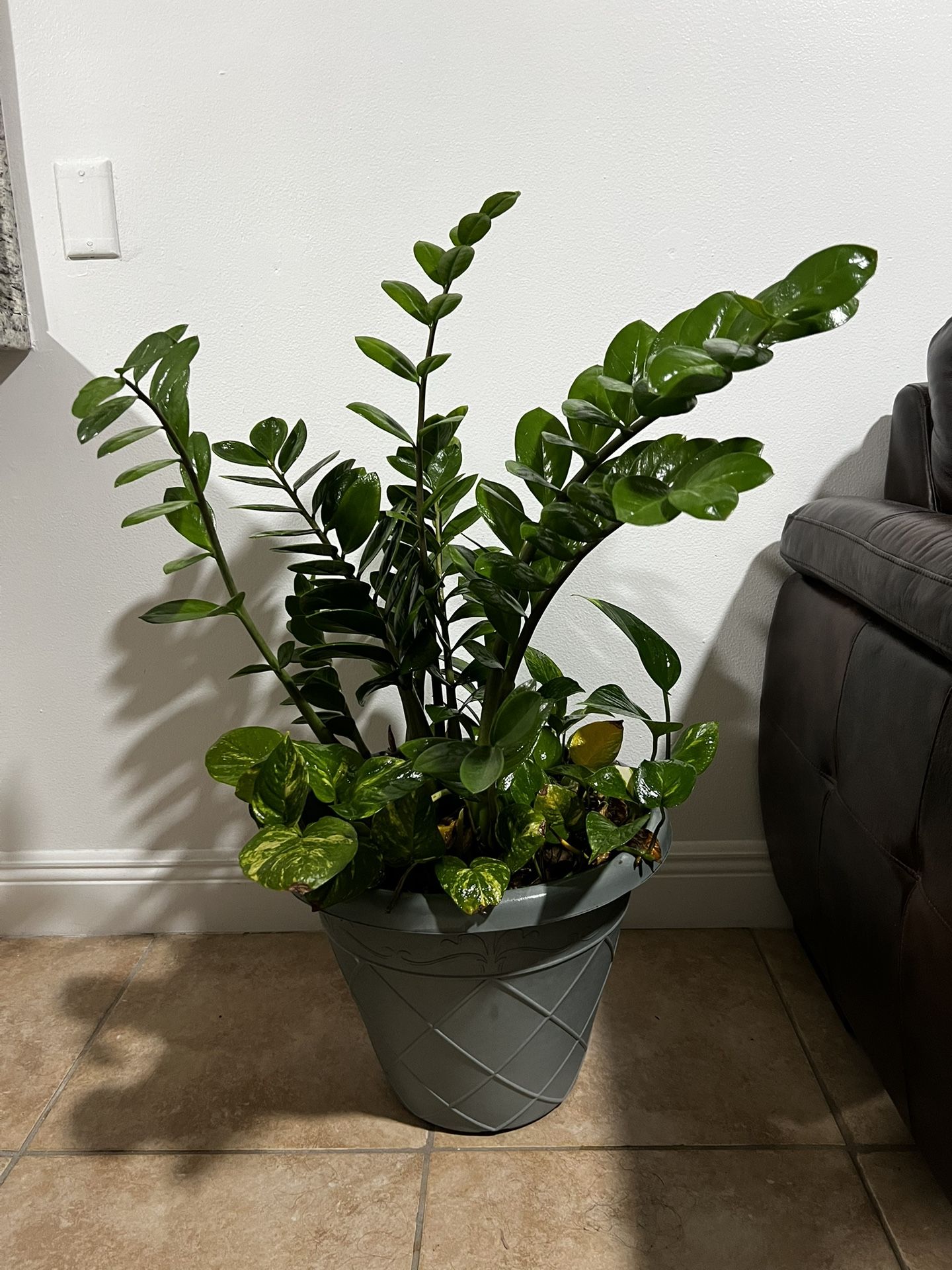 Zz Plant / Pothos Combo