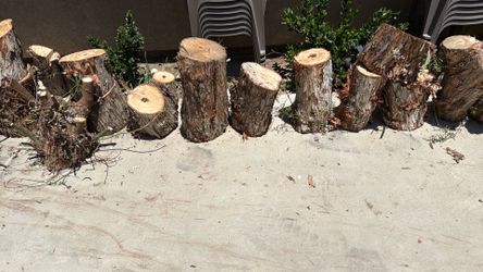 Firewood Peppertree Stumps FREE