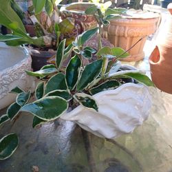 Ceramic Sea Shell Planter