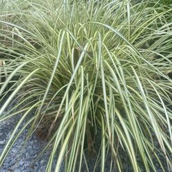 Ornamental Grasses