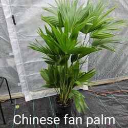 Chinese Fan Palm 