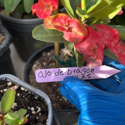 Corona De Cristo Ojo De Dragón