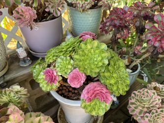 Pink Succulent Plants