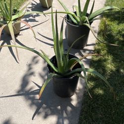 Savila/ Aloe Vera Plants