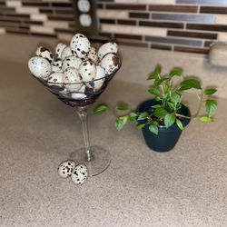 Quail And Egg (  Codorniz - Huevo.)