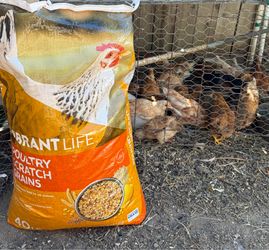 Chicken food