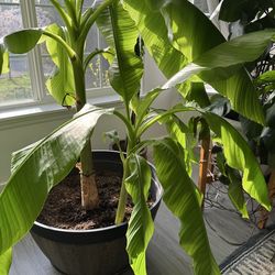 Banana tree plant (small one)