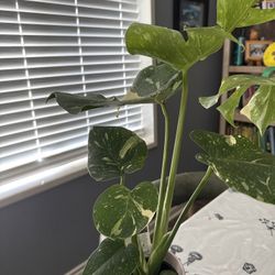 Thai Constellation Monstera 