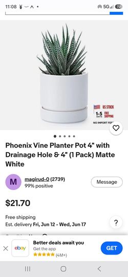 Phoenix Vine plants and Pots (4)