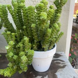 Very Healthy  And Abundance Succulents 