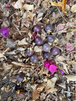 Purple passion fruit plant