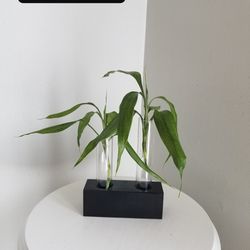 Plant sale 
