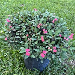 CROWN OF THRON (Create a Lush Glow For Landscape and Garden) 3 gallon pot