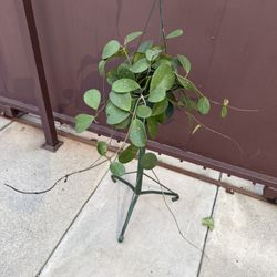 Xl Hoya Obovata In 6” Pot 