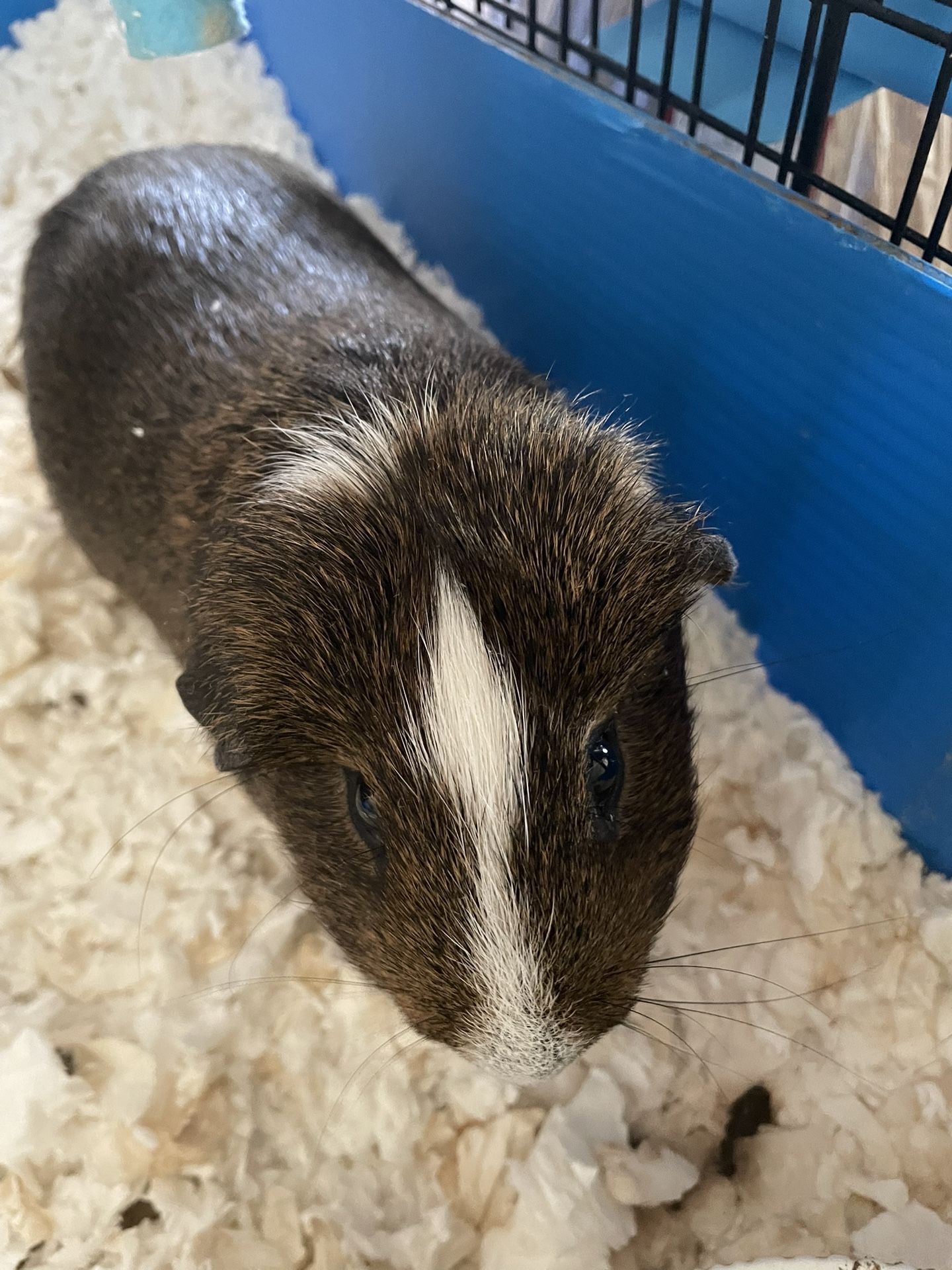 Guinea Pig