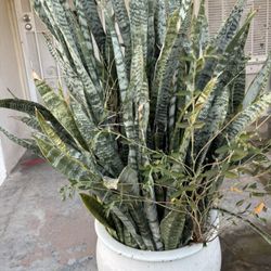 Plants 