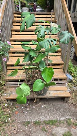 Monstera  house plant