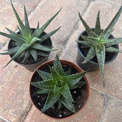 Succulent Plant Varieties 🪴