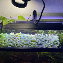 Selling Salvinia and Frogbit Floaters