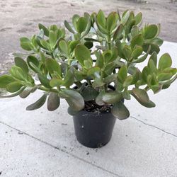 Jade Plant