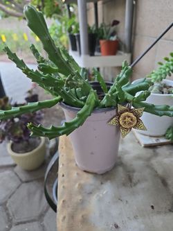 Stapelia Orbea, Starfish succulent