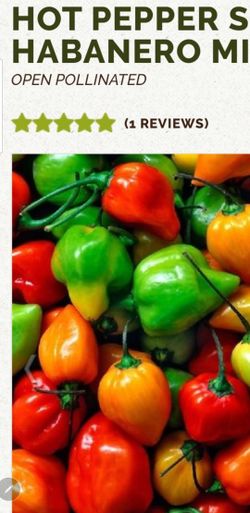 pepper Hot Hobonero plant