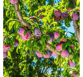 Santa Rosa plum tree 6ft in 15 gallon container