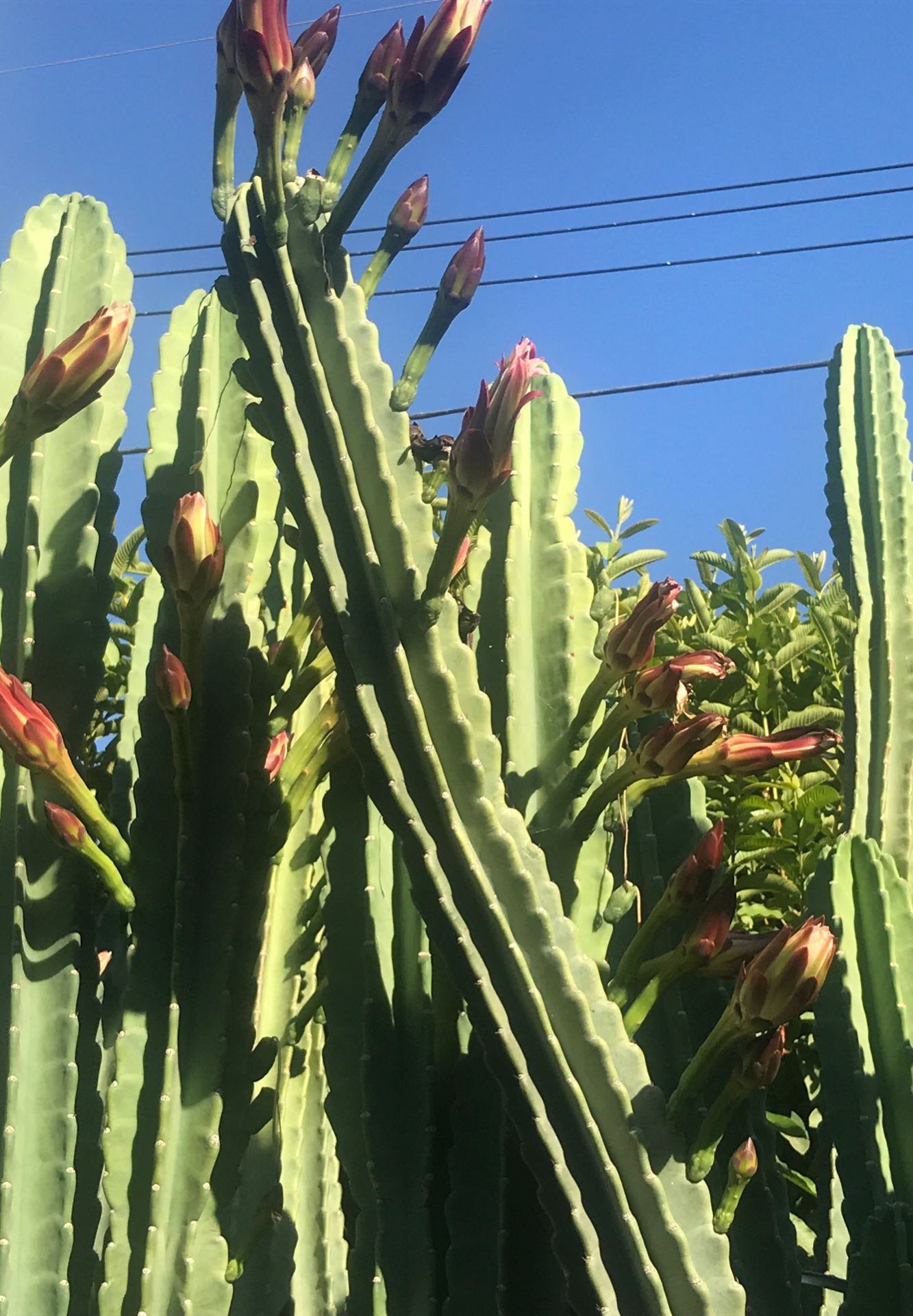 Pitallas, cactus
