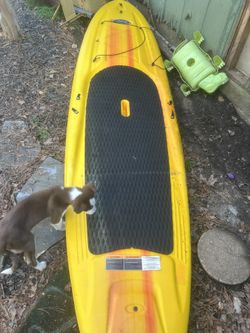 Paddle Board