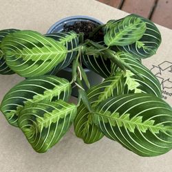 Lime Lemon Maranta Prayer Plant