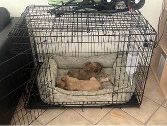Big dog cage