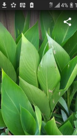 Yellow canna lillies