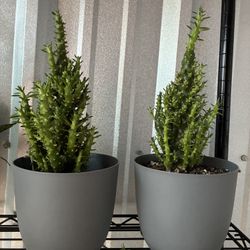 Cacto De Pino De Navidad Muy Bonitos a $10 Cada Uno 