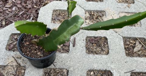 Mystery Dragon Fruit plant