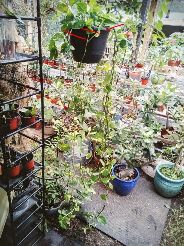 Golden Pothos Cutting ....120plus Nodes