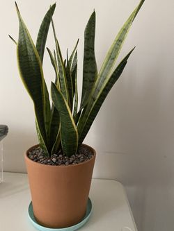green plants