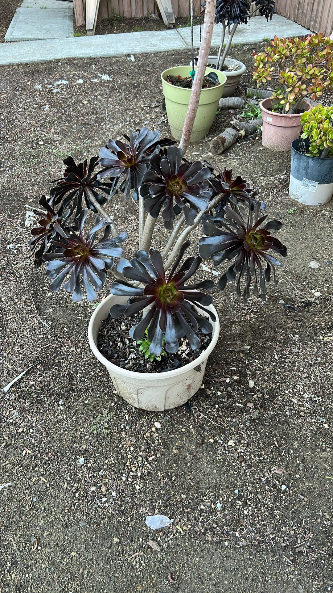 Large Black Rose Aeonium Succulent 36” Tall