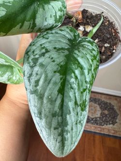 Scindapsus pictus exotica live plant